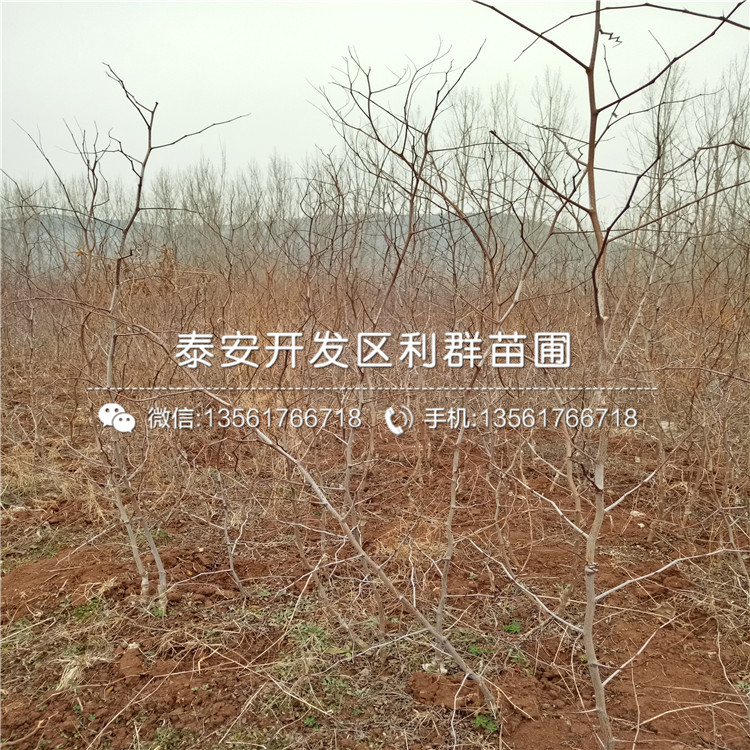 山東棗樹(shù)苗報(bào)價(jià)、山東棗樹(shù)苗價(jià)格