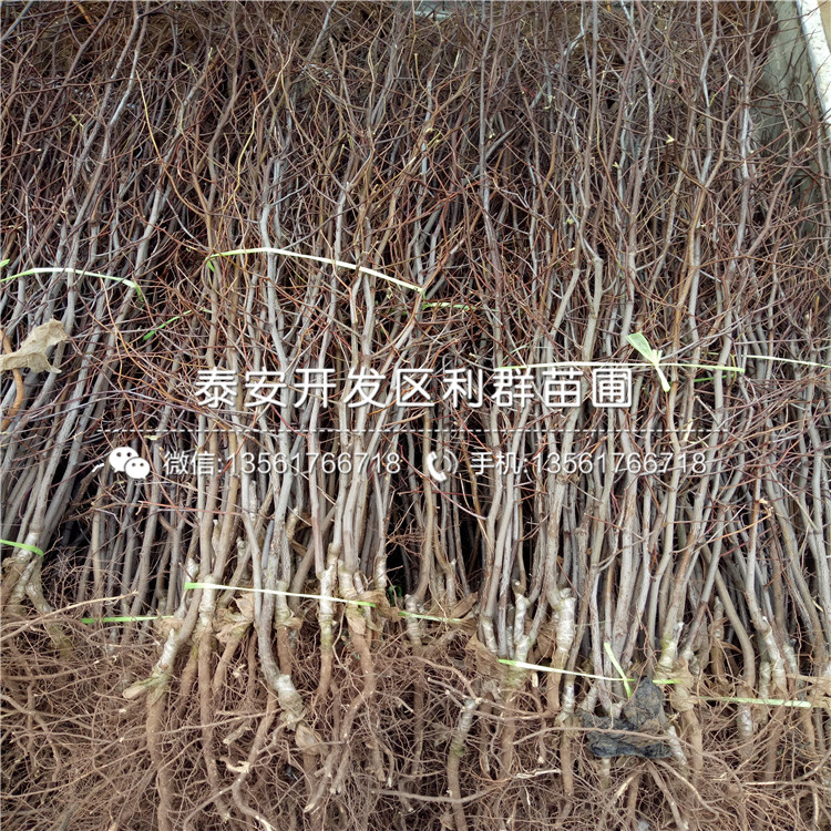 灰棗樹苗價格、灰棗樹苗基地