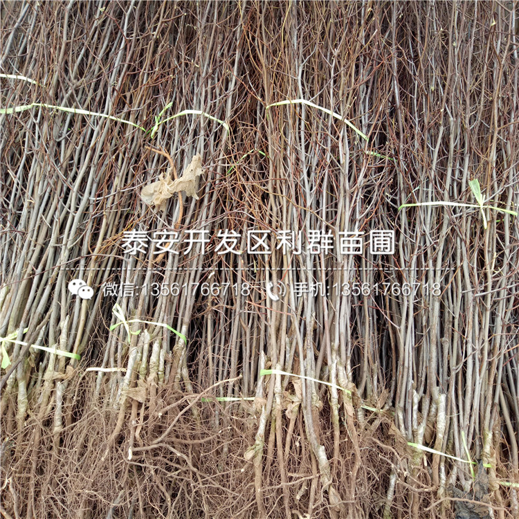 冰糖棗樹苗、冰糖棗樹苗報價