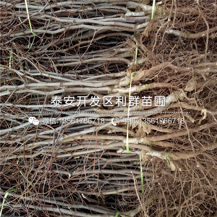 月光棗苗、月光棗苗品種