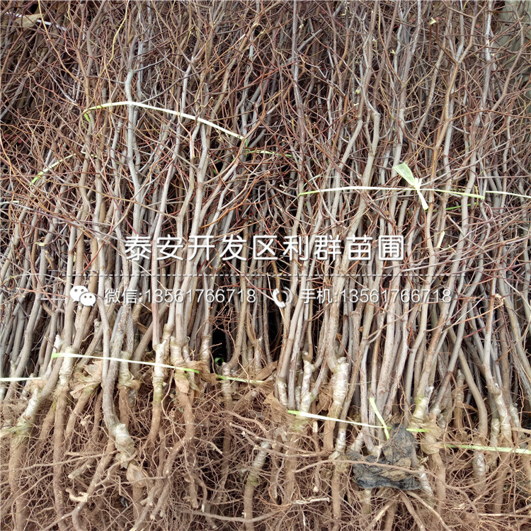 山東冬棗苗、山東冬棗苗報(bào)價(jià)及價(jià)格