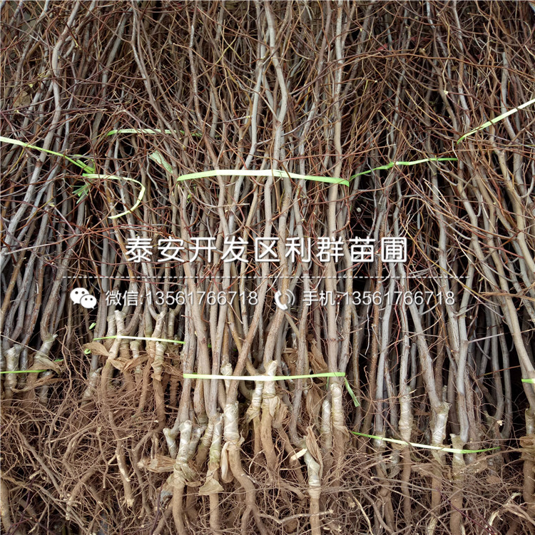 脆棗樹苗批發(fā)、2019年脆棗樹苗價格