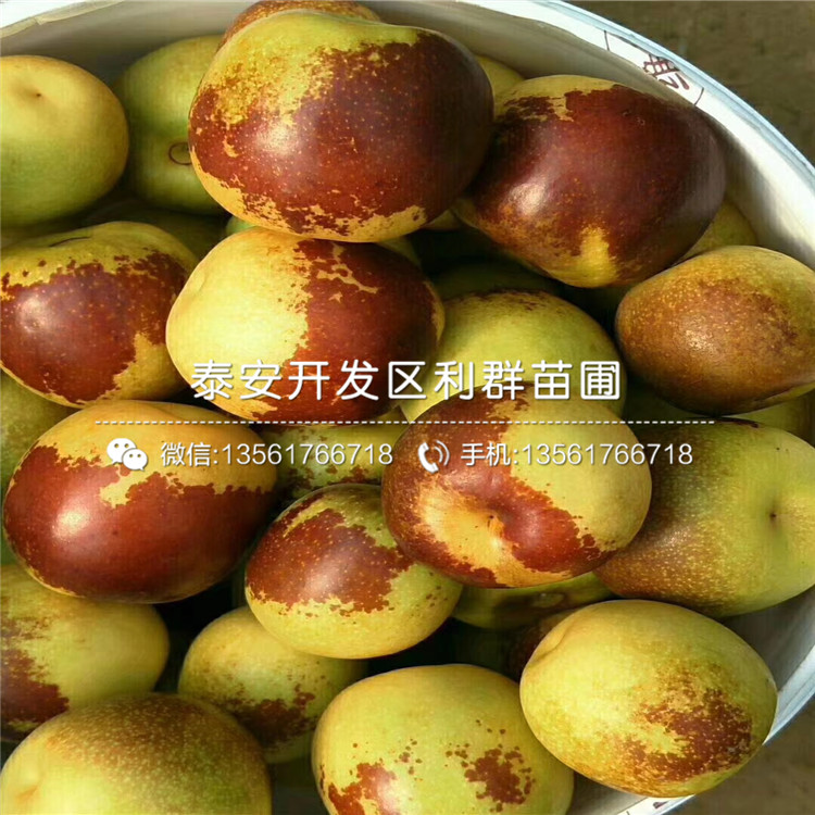 駿棗苗價格、山東駿棗苗