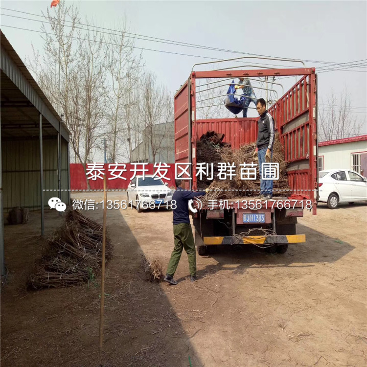 茶壺棗苗價格、茶壺棗苗價格及報價