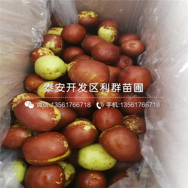 山東棗樹(shù)苗報(bào)價(jià)、山東棗樹(shù)苗價(jià)格