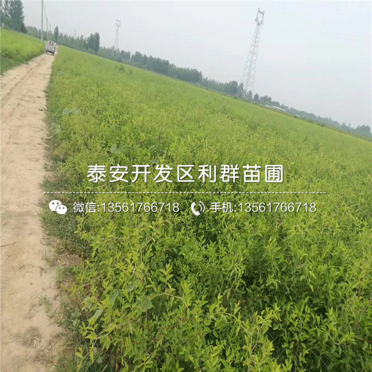 茶壺棗苗價格、茶壺棗苗價格及報價