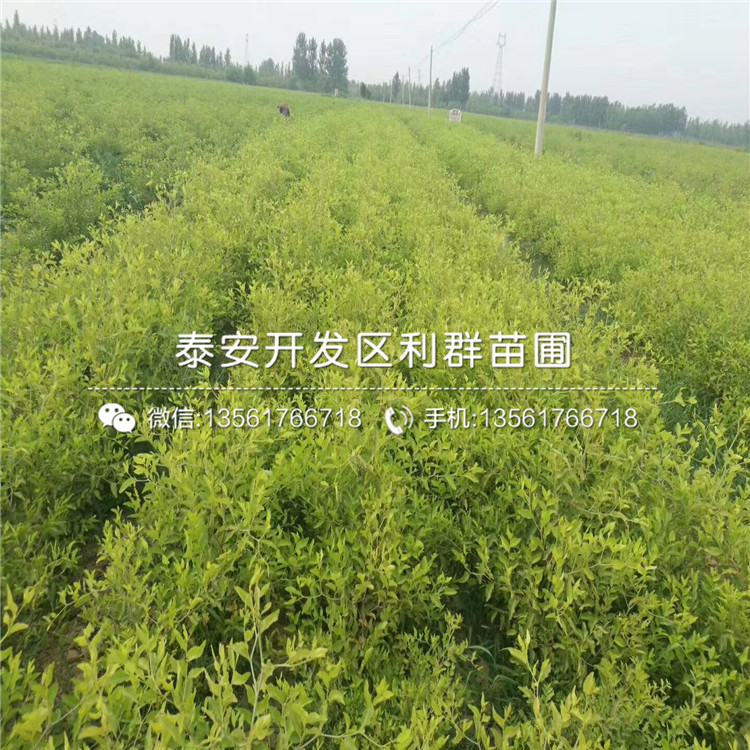 大王棗樹苗出售、2019年大王棗樹苗價(jià)格