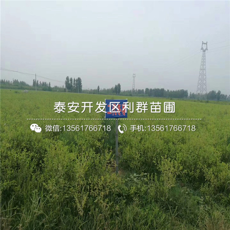 冬棗樹苗、冬棗樹苗多少錢