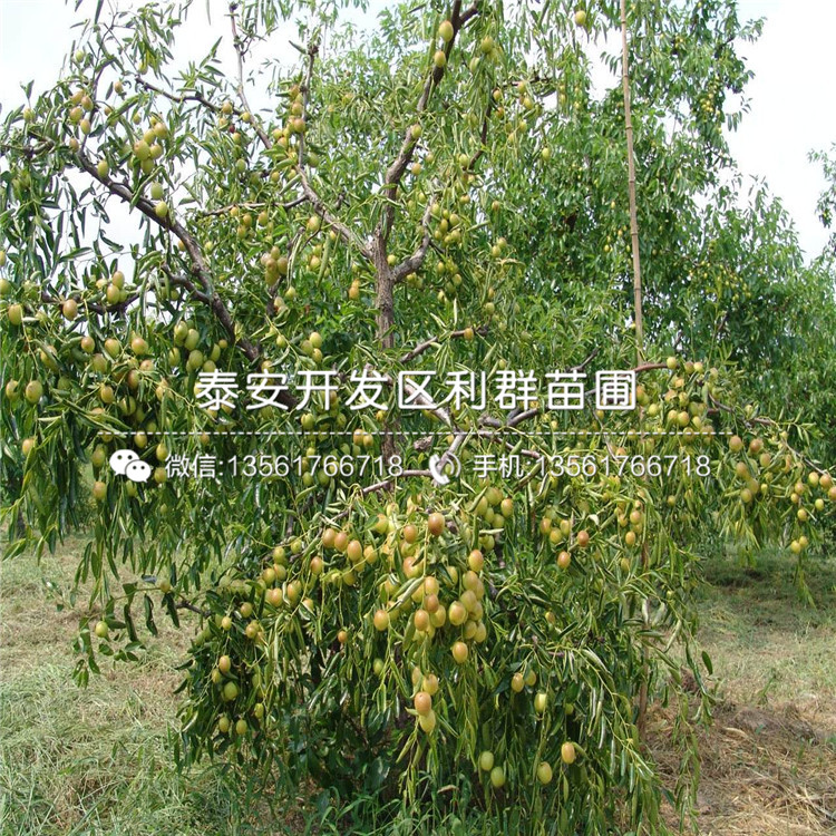 龍棗苗報(bào)價(jià)、龍棗苗多少錢(qián)一棵