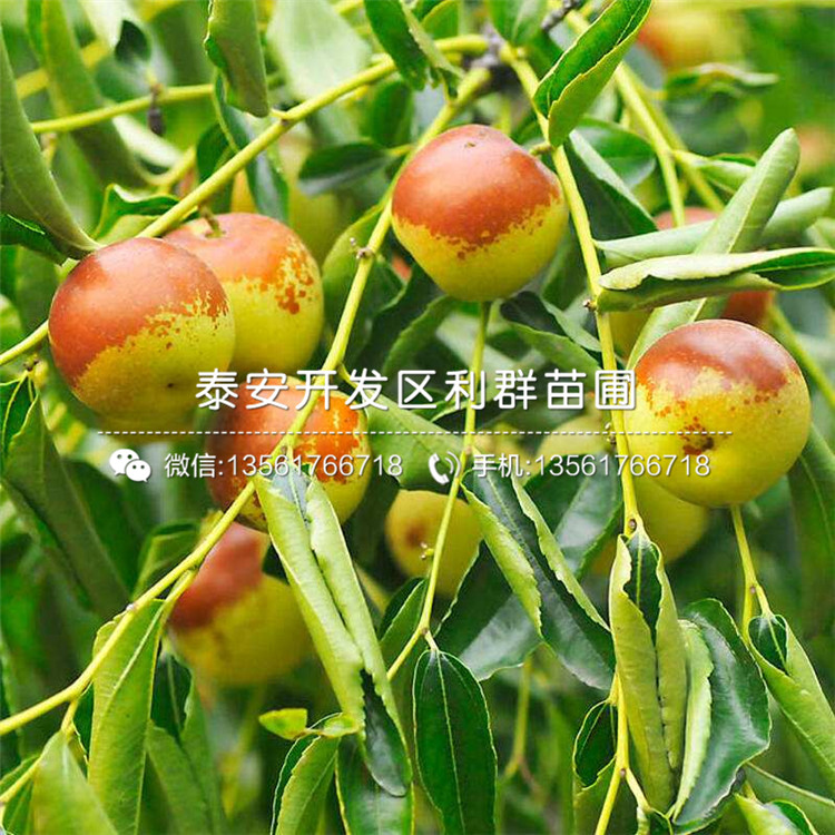 哪里有國光棗苗批發(fā)、國光棗苗多少錢一棵
