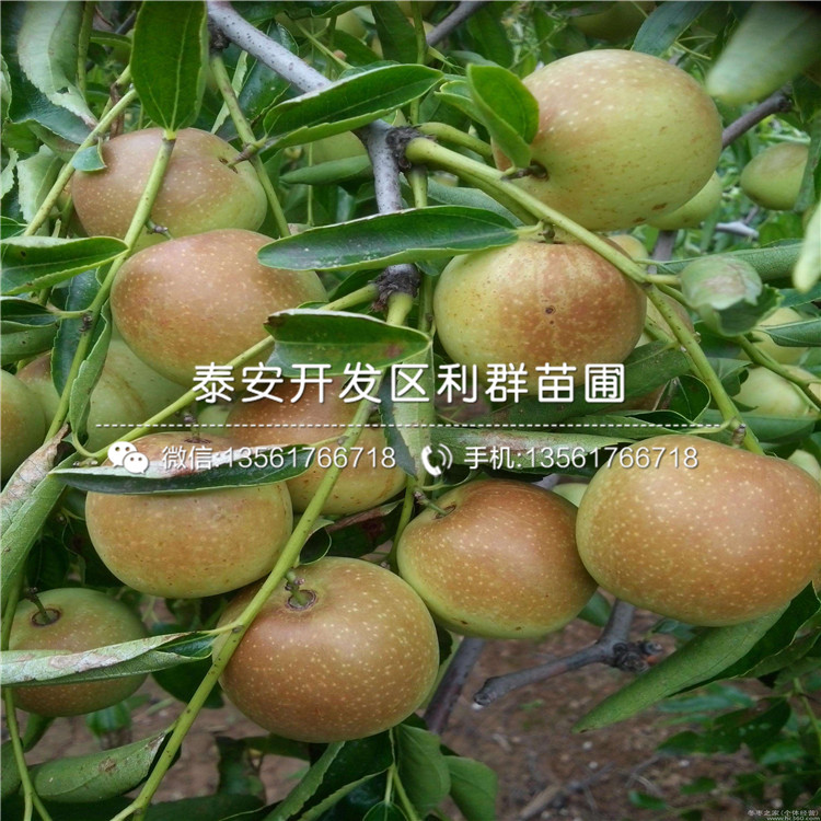 我想買(mǎi)大紅棗樹(shù)苗、大紅棗樹(shù)苗價(jià)格多少