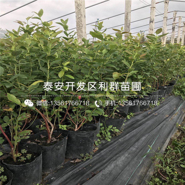 友誼藍莓樹苗出售、友誼藍莓樹苗多少錢一棵