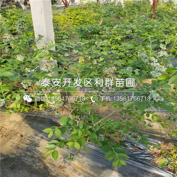 批發(fā)藍(lán)莓苗、批發(fā)藍(lán)莓苗價格