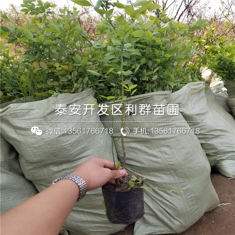 山東薄霧藍莓苗、山東薄霧藍莓苗多少錢一棵