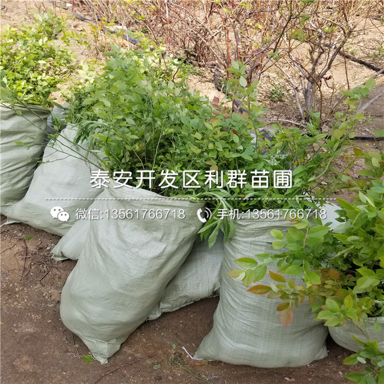 山東芬蒂藍(lán)莓樹(shù)苗、山東芬蒂藍(lán)莓樹(shù)苗批發(fā)
