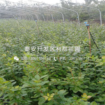 早熟藍(lán)莓樹苗、早熟藍(lán)莓樹苗基地