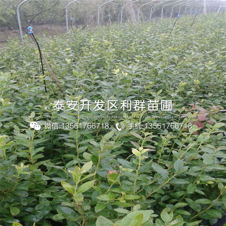 藍(lán)美人藍(lán)莓樹苗、藍(lán)美人藍(lán)莓樹苗什么價(jià)格