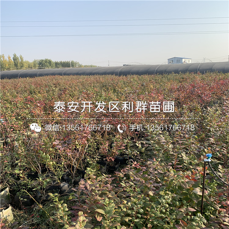 天后藍莓苗、天后藍莓苗新品種