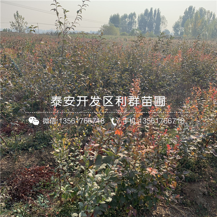 新千年藍(lán)莓苗多少錢(qián)、新千年藍(lán)莓苗多少錢(qián)一棵
