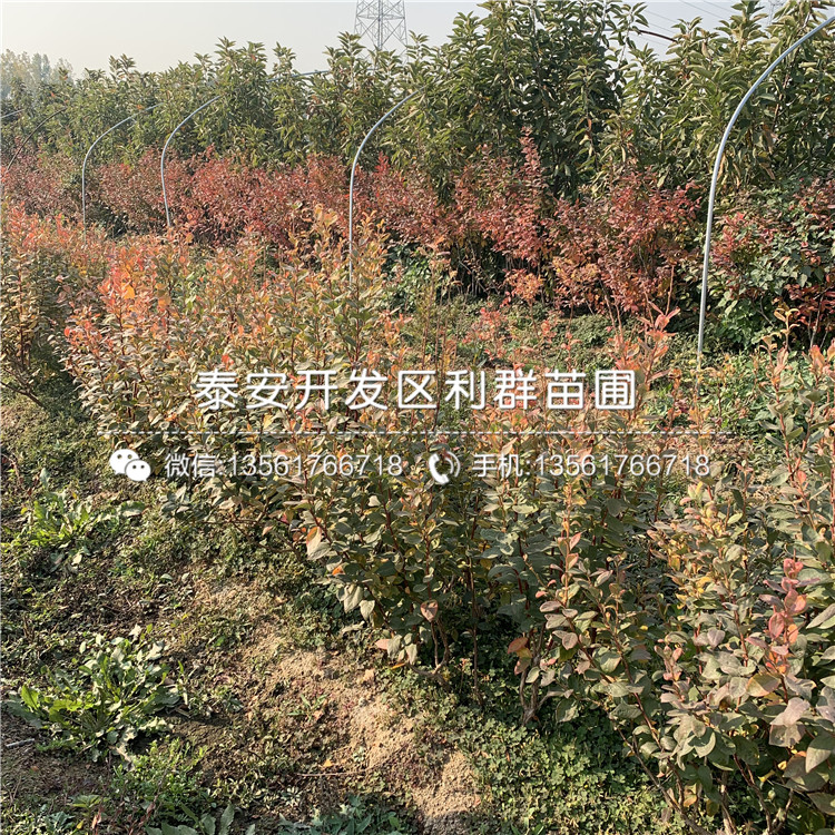 藍光藍莓樹苗多少錢、藍光藍莓樹苗多少錢一棵