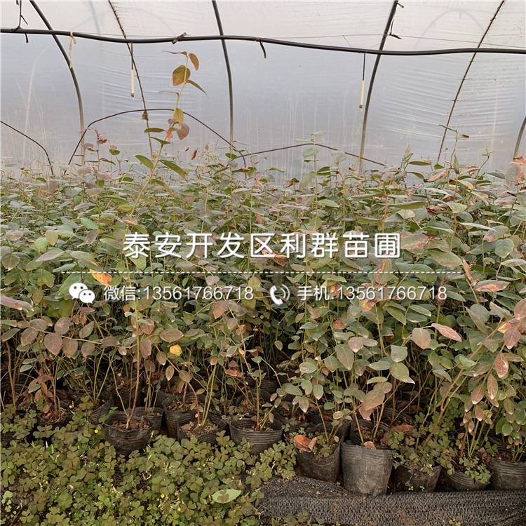 2019年4年生藍(lán)莓樹苗報(bào)價(jià)、4年生藍(lán)莓樹苗多少錢一棵