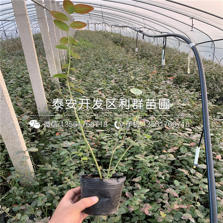 錢德勒藍莓樹苗出售、錢德勒藍莓樹苗基地