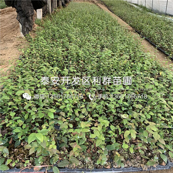 山東巴爾德溫藍(lán)莓樹苗、山東巴爾德溫藍(lán)莓樹苗出售