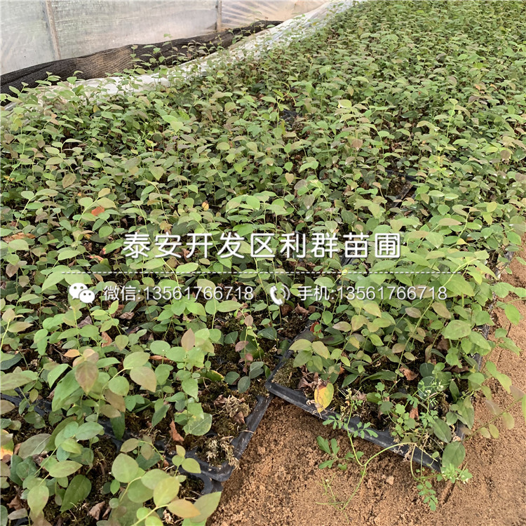 苔蘚藍莓苗出售價格、苔蘚藍莓苗多少錢一棵