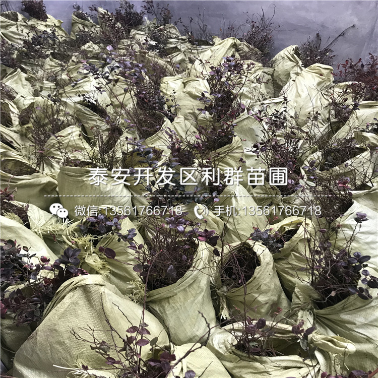 晚藍(lán)藍(lán)莓樹苗、晚藍(lán)藍(lán)莓樹苗批發(fā)價(jià)格