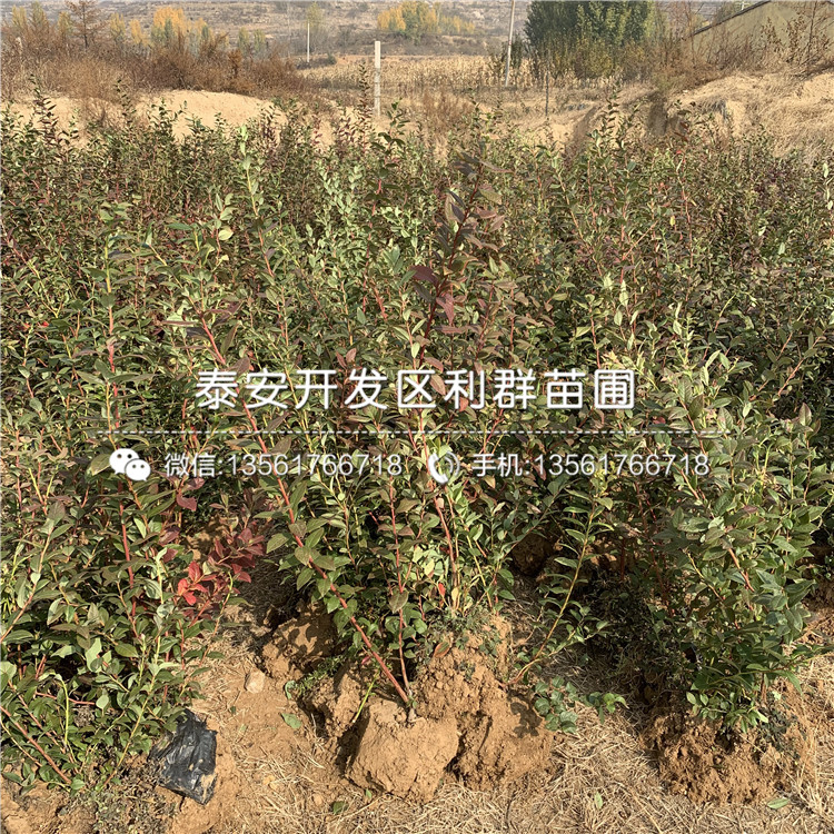 薄霧藍(lán)莓苗、薄霧藍(lán)莓苗批發(fā)價