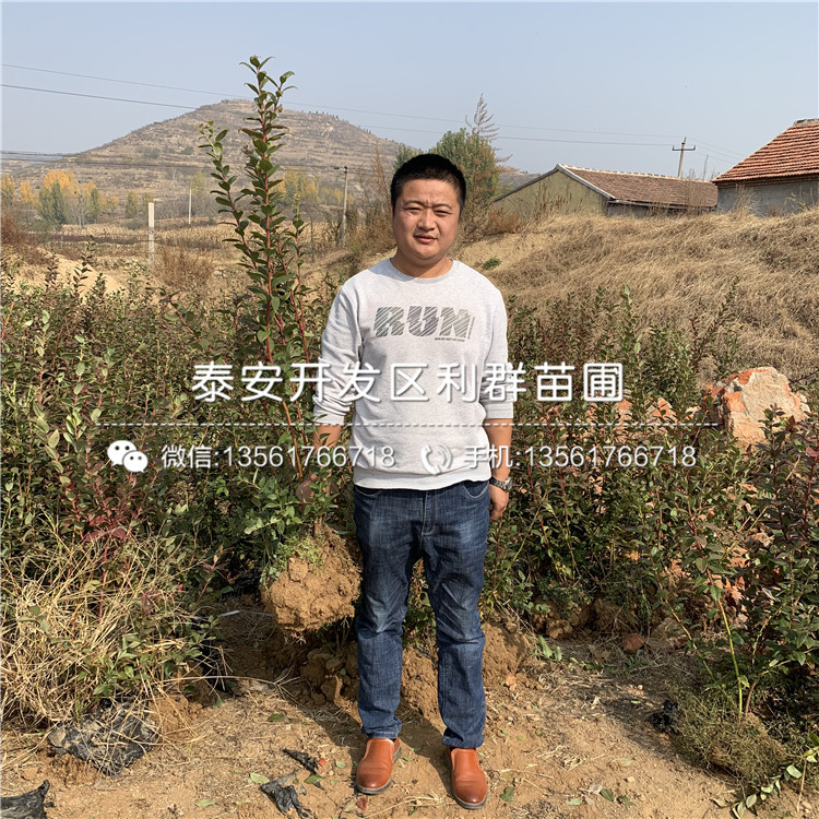 紅利藍(lán)莓樹(shù)苗、紅利藍(lán)莓樹(shù)苗批發(fā)基地