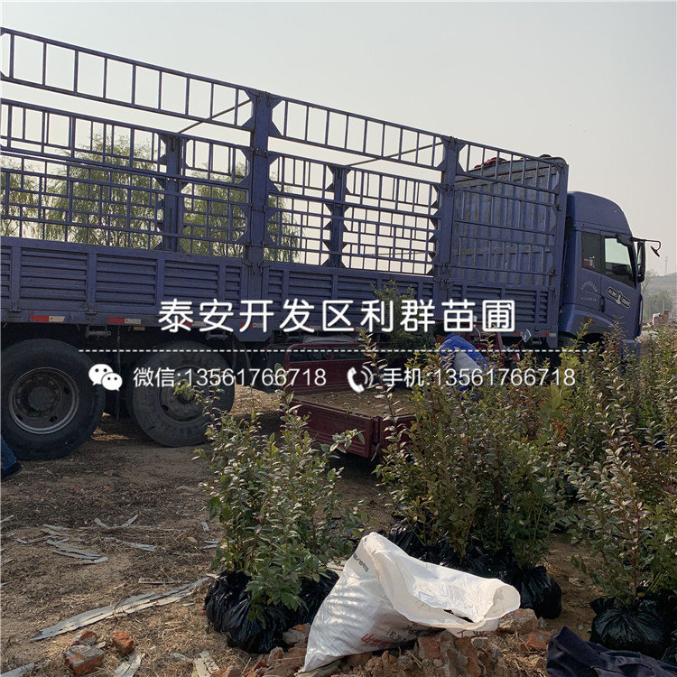 苔蘚藍莓苗出售價格、苔蘚藍莓苗多少錢一棵