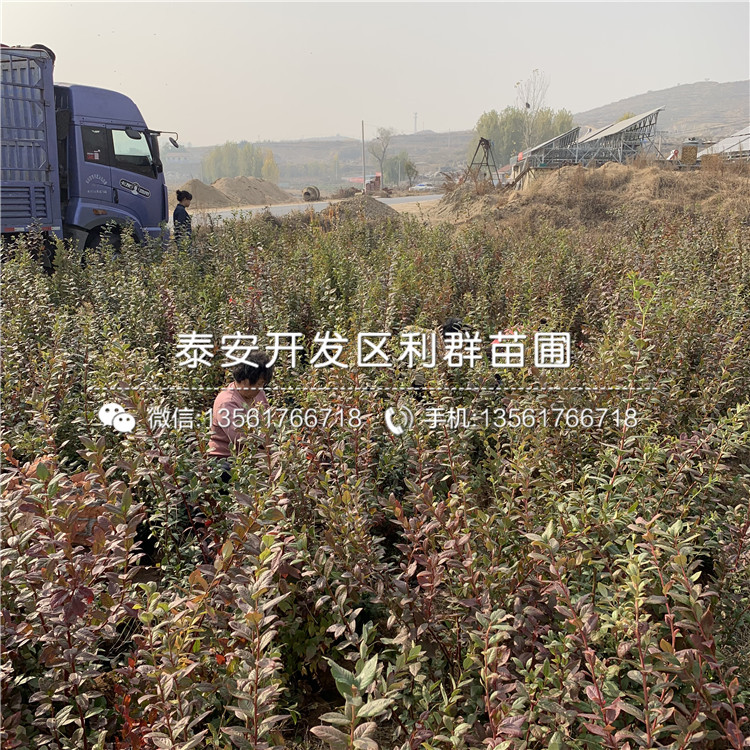 斯衛(wèi)克藍(lán)莓樹苗報價、斯衛(wèi)克藍(lán)莓樹苗價格