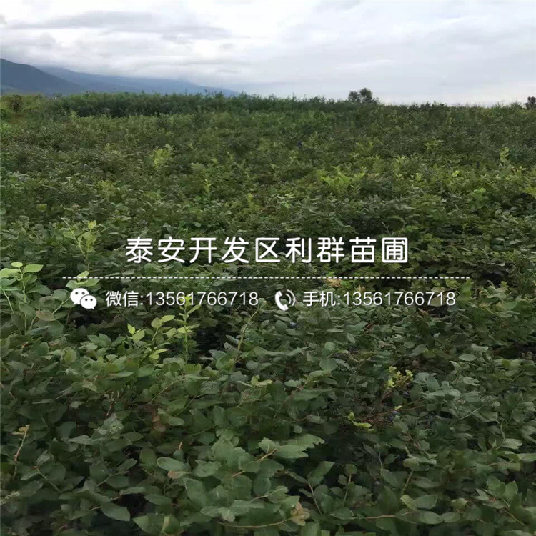 苔蘚藍(lán)莓苗哪里便宜、苔蘚藍(lán)莓苗價(jià)格是多少