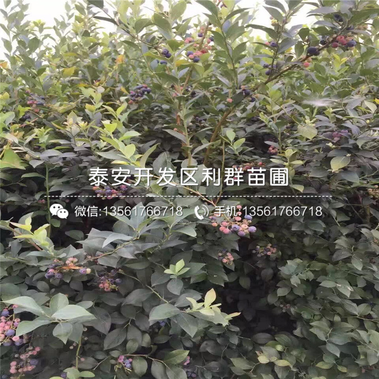 圣云藍(lán)莓樹苗、圣云藍(lán)莓樹苗批發(fā)價