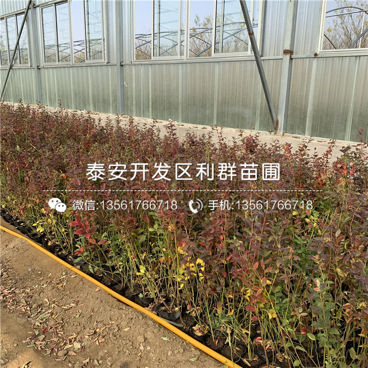 艾文藍藍莓樹苗、艾文藍藍莓樹苗基地