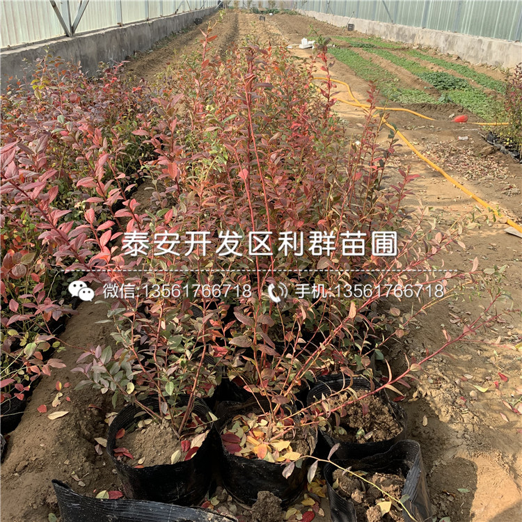 批發(fā)藍莓苗批發(fā)、批發(fā)藍莓苗基地