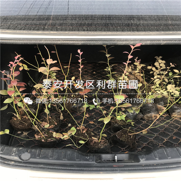 苔蘚藍莓苗出售價格、苔蘚藍莓苗多少錢一棵