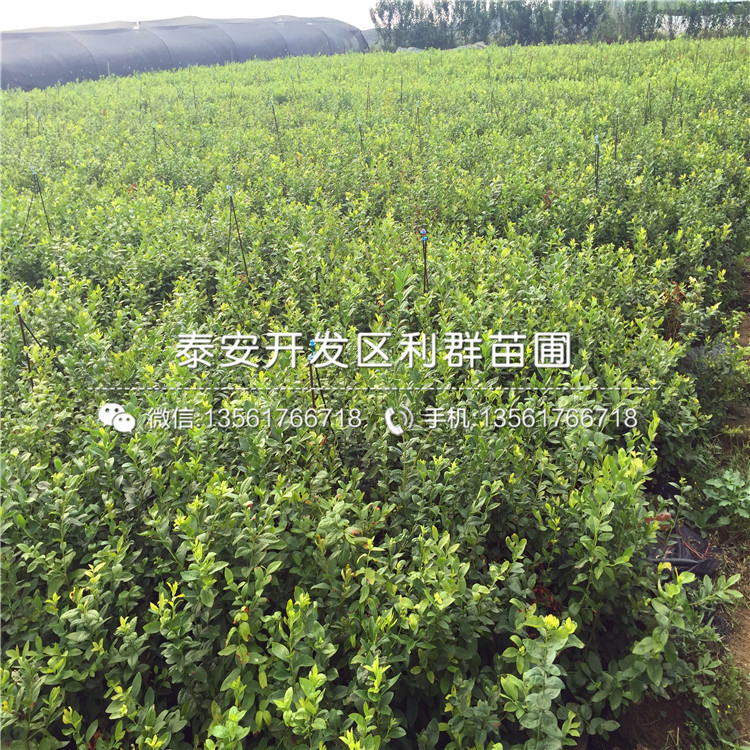 山東V3藍莓苗、山東V3藍莓苗多少錢一棵