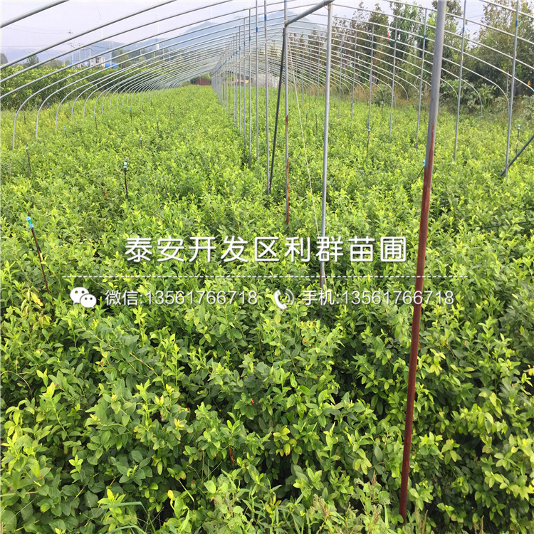 紅利藍(lán)莓樹(shù)苗、紅利藍(lán)莓樹(shù)苗批發(fā)基地