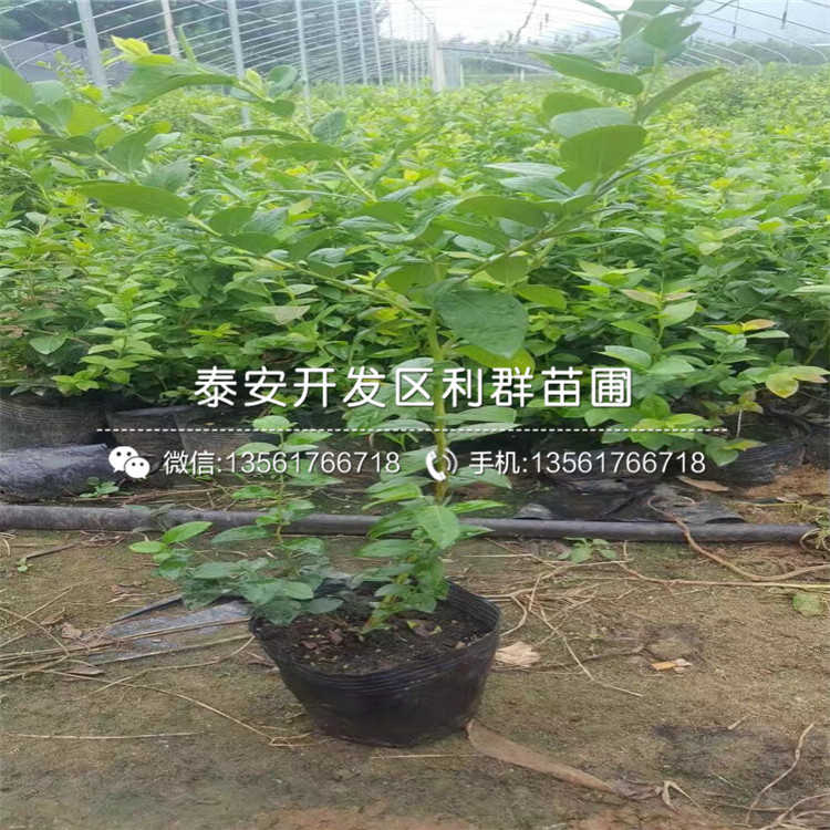 藍(lán)莓苗、藍(lán)莓苗報(bào)價(jià)