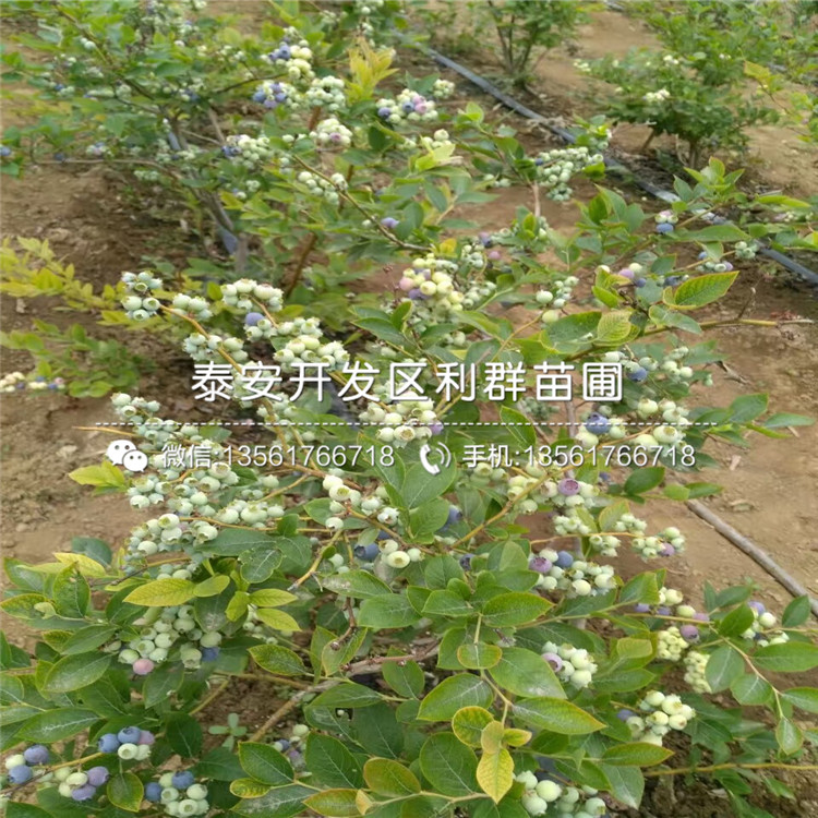 巨人藍(lán)莓樹苗、巨人藍(lán)莓樹苗批發(fā)價(jià)