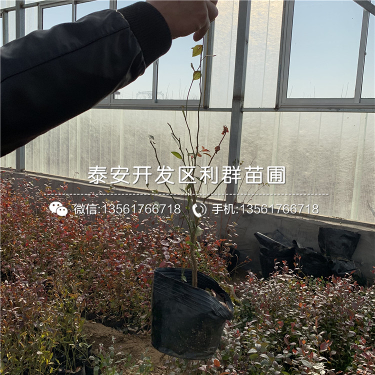 甜心藍莓苗、甜心藍莓苗價格及報價