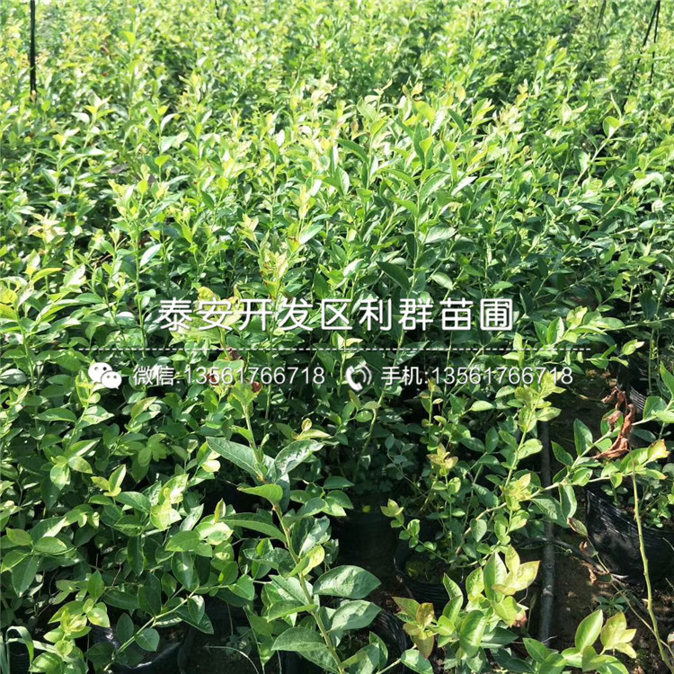 批發(fā)藍莓苗批發(fā)、批發(fā)藍莓苗基地