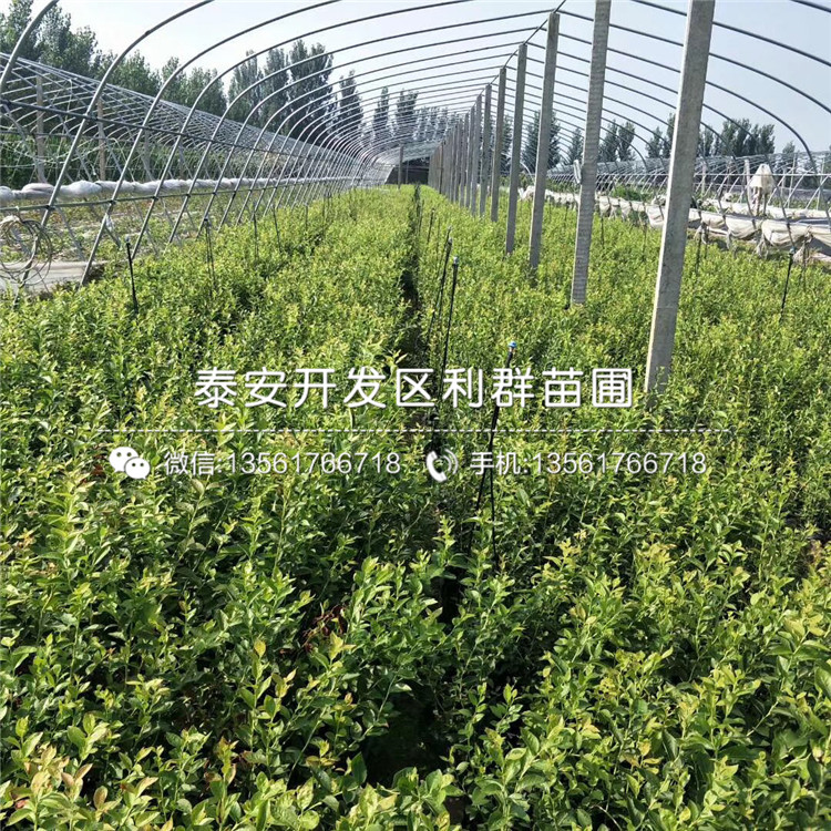 斯衛(wèi)克藍(lán)莓樹苗報價、斯衛(wèi)克藍(lán)莓樹苗價格
