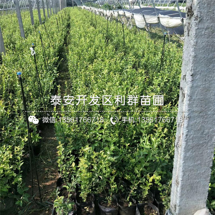 山東赫伯特藍(lán)莓樹苗、山東赫伯特藍(lán)莓樹苗批發(fā)