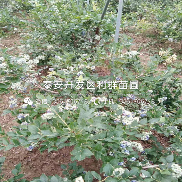 山東藍莓苗價格、山東藍莓苗價格及報價