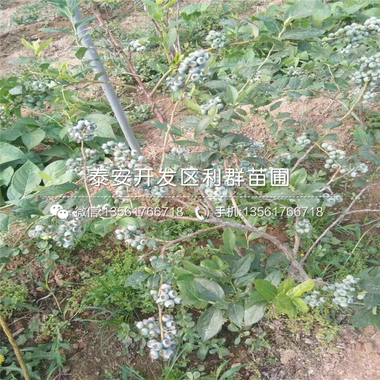 北蓝蓝莓树苗、北蓝蓝莓树苗批发价格