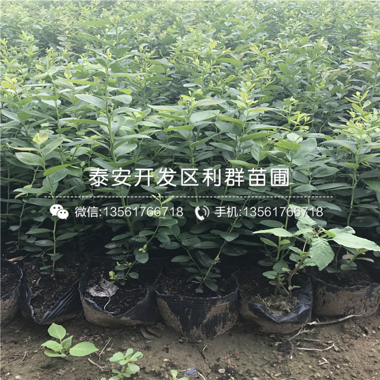 天后藍(lán)莓樹苗