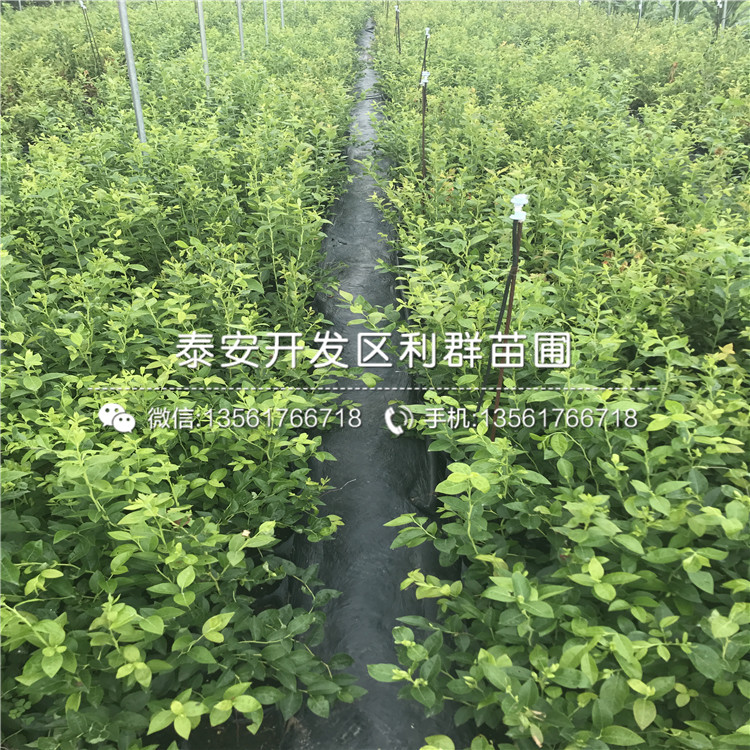 錢德勒藍莓樹苗出售、錢德勒藍莓樹苗基地